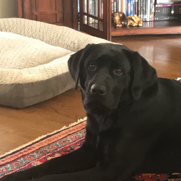 Meet your Posher, Libby - Picture 1 of 1